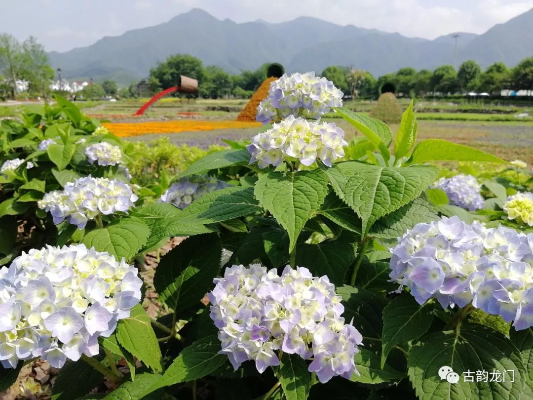 富阳代表花图片