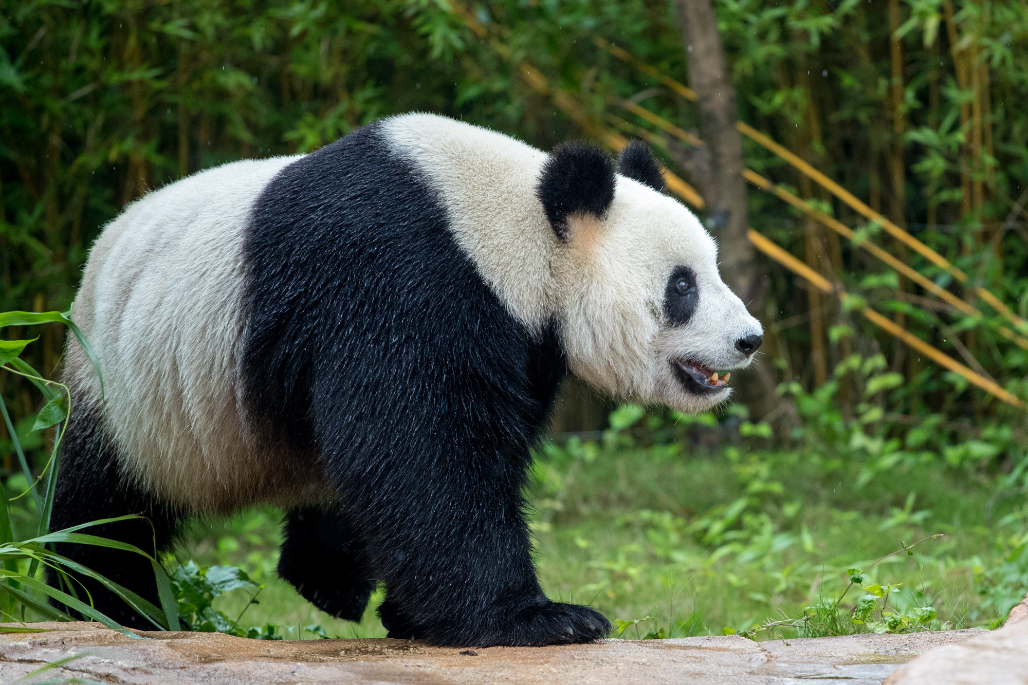 大熊猫长啥样图片
