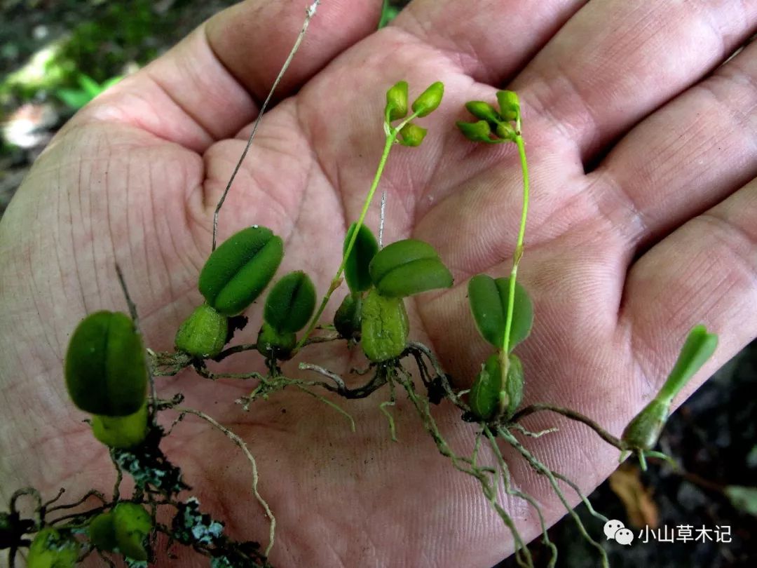 林海倫:溪口鎮再次發現珍稀蘭科植物寧波石豆蘭 ——此為其全球第四個