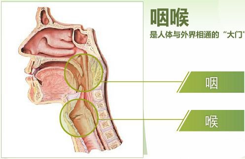 慢性咽炎的部位示意图图片