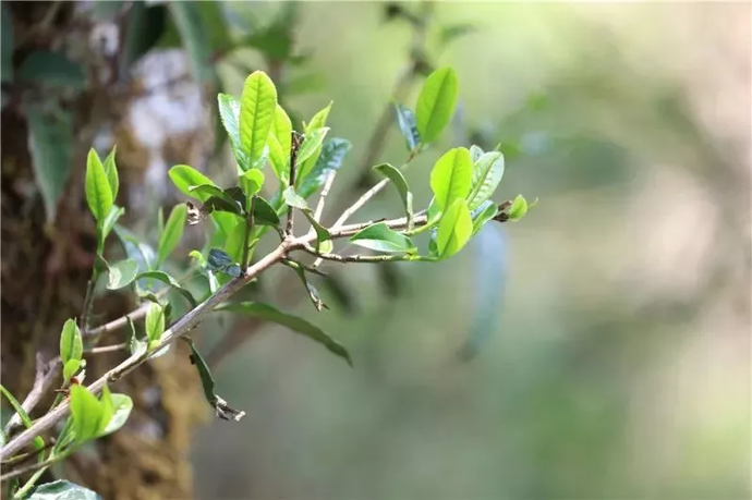 这古茶树的新芽 更是爱茶人心口中的传奇