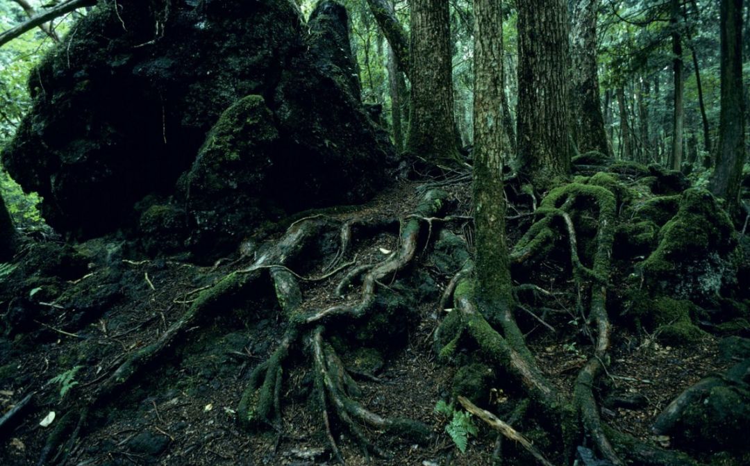 富士山下这片恐怖的森林里,已找出上万具尸体