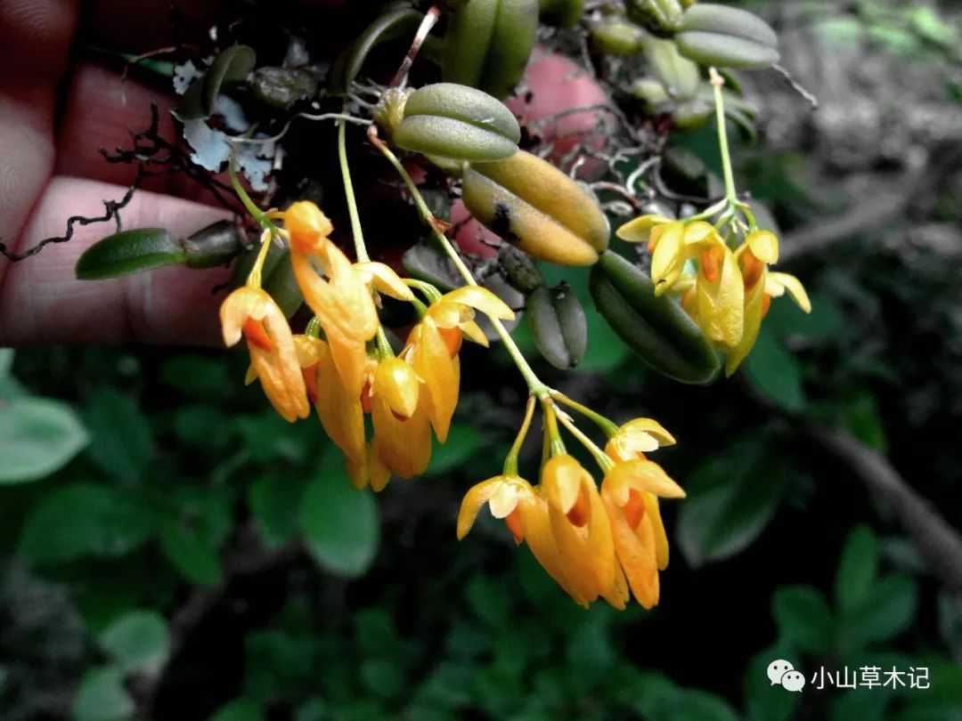 林海倫:溪口鎮再次發現珍稀蘭科植物寧波石豆蘭 ——此為其全球第四個