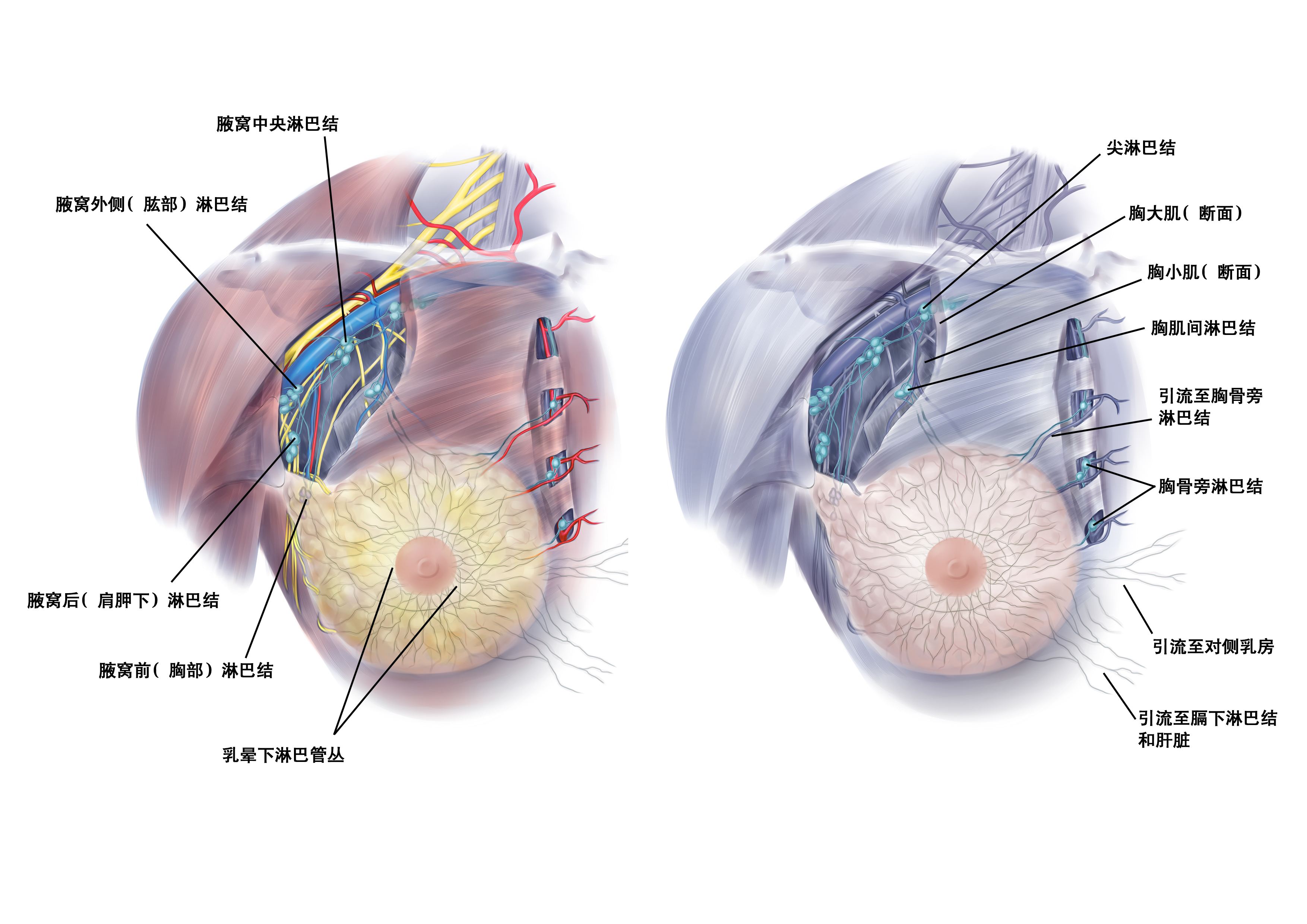 粉红天使乳腺病学术研讨会明日召开,乳腺病治疗将迎来全新方案