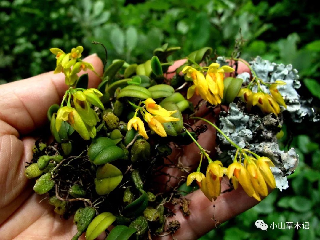 林海伦:溪口镇再次发现珍稀兰科植物宁波石豆兰—此为其全球第四个