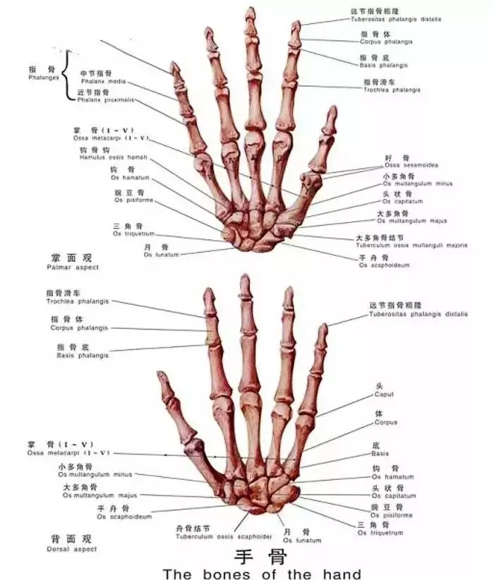 手指关节示意图图片