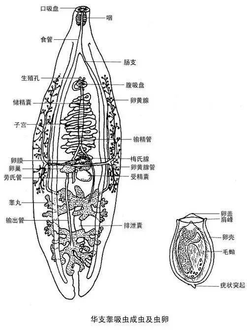 华支睾吸虫结构图片图片