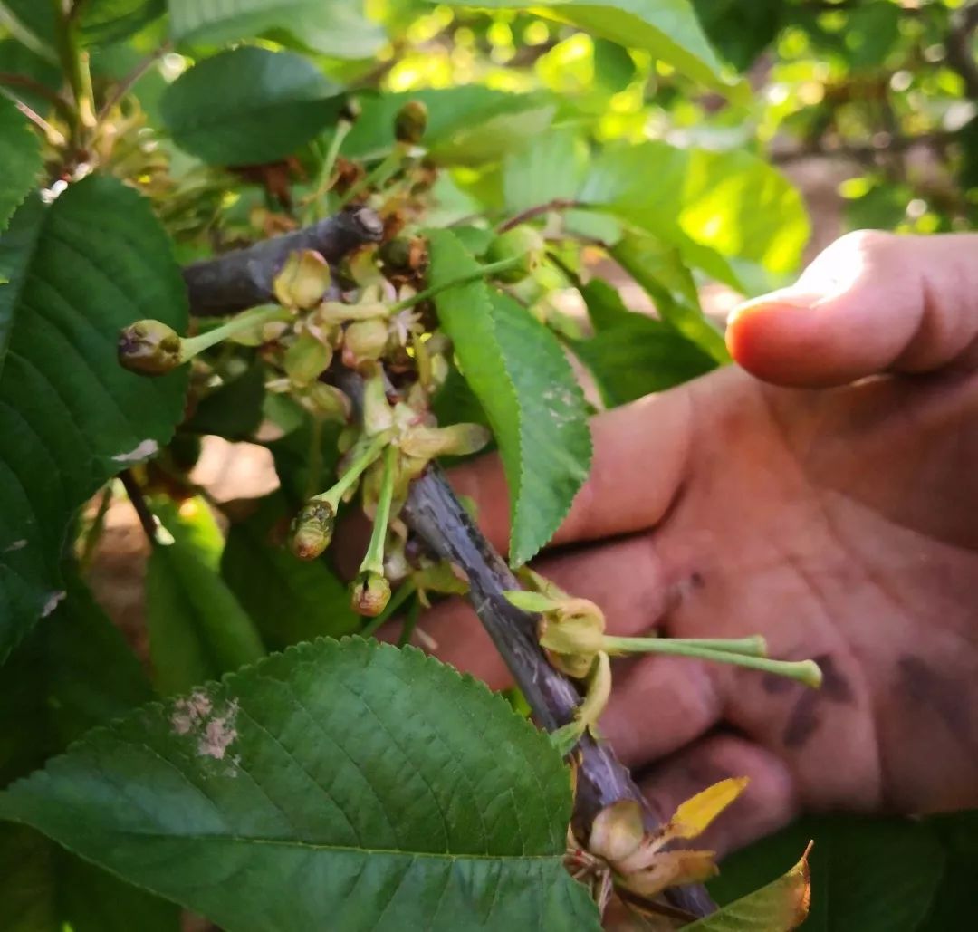 辈子地的老农来说今年露天樱桃的产量大幅减少露天樱桃树受冻死伤大半