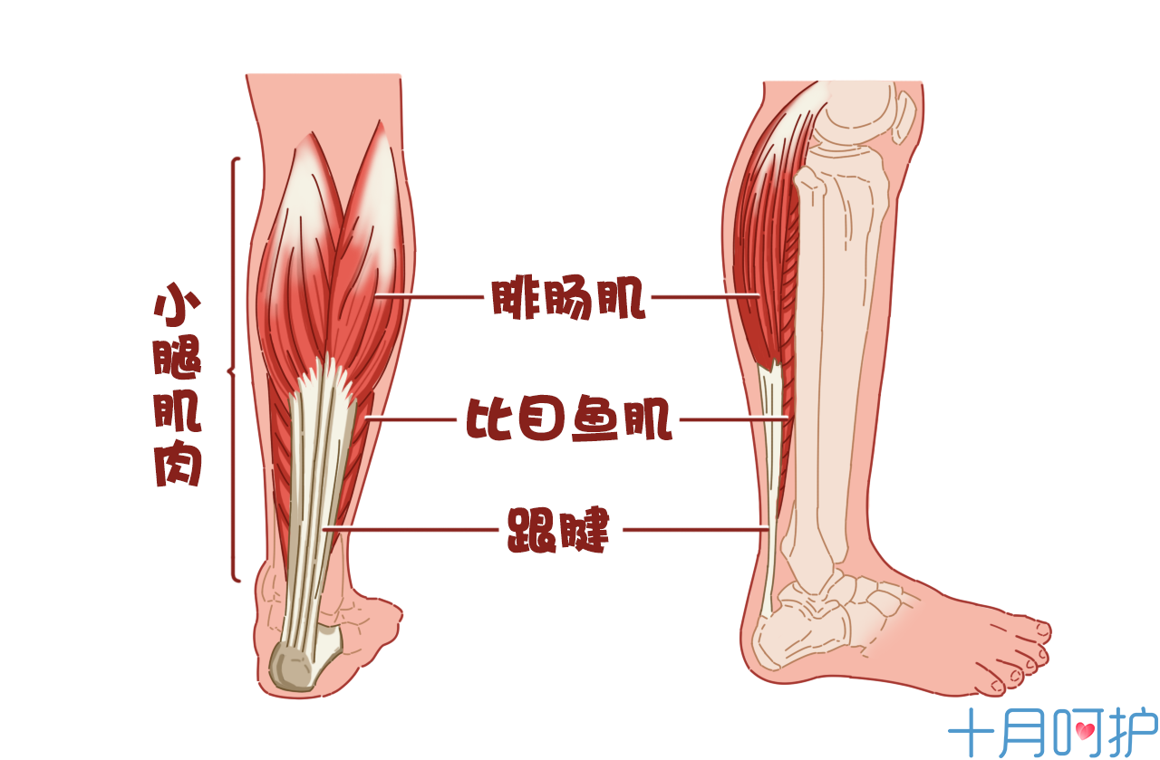 小腿肌肉 示意图图片