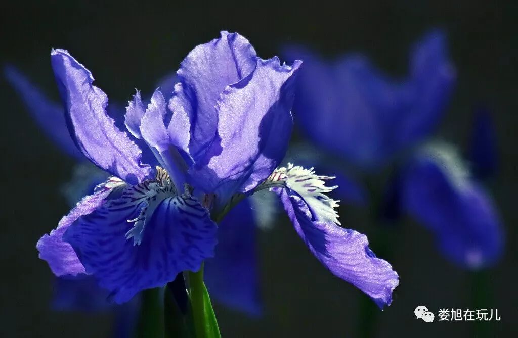 春天的鳶尾花