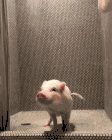 猪洗澡照片动态表情包图片