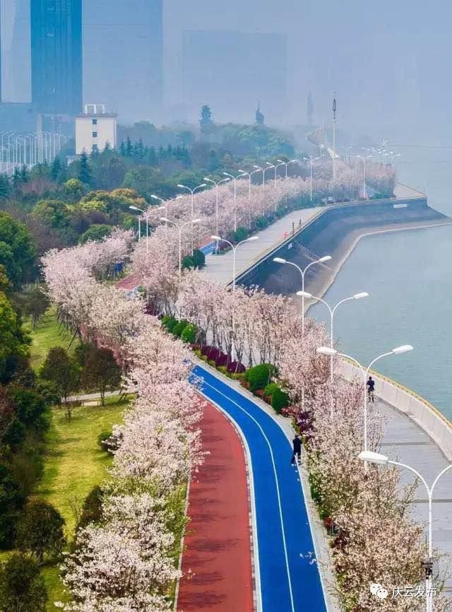 华北最大樱花绿道公园即将呈现两河四岸绿化完成播种庆云又双叒添好