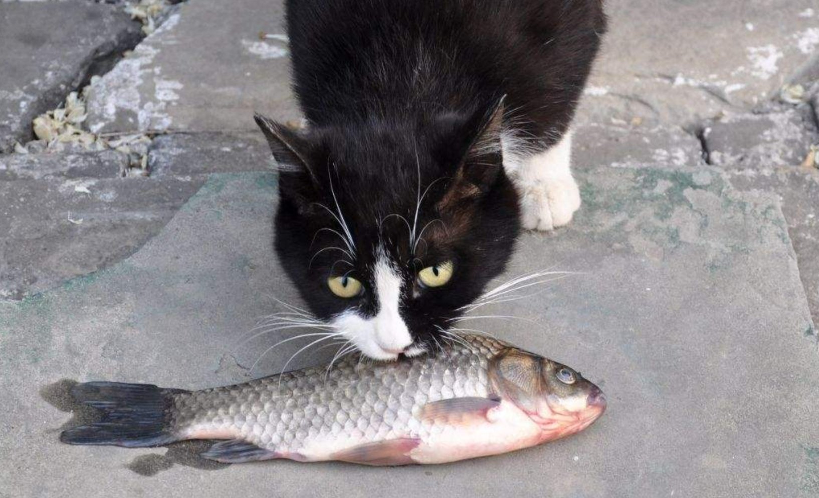 什么情况?这只爱吃鱼的猫被一条放在盆里的鱼单杀了!