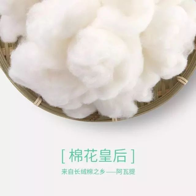 新疆麦盖提长绒棉图片