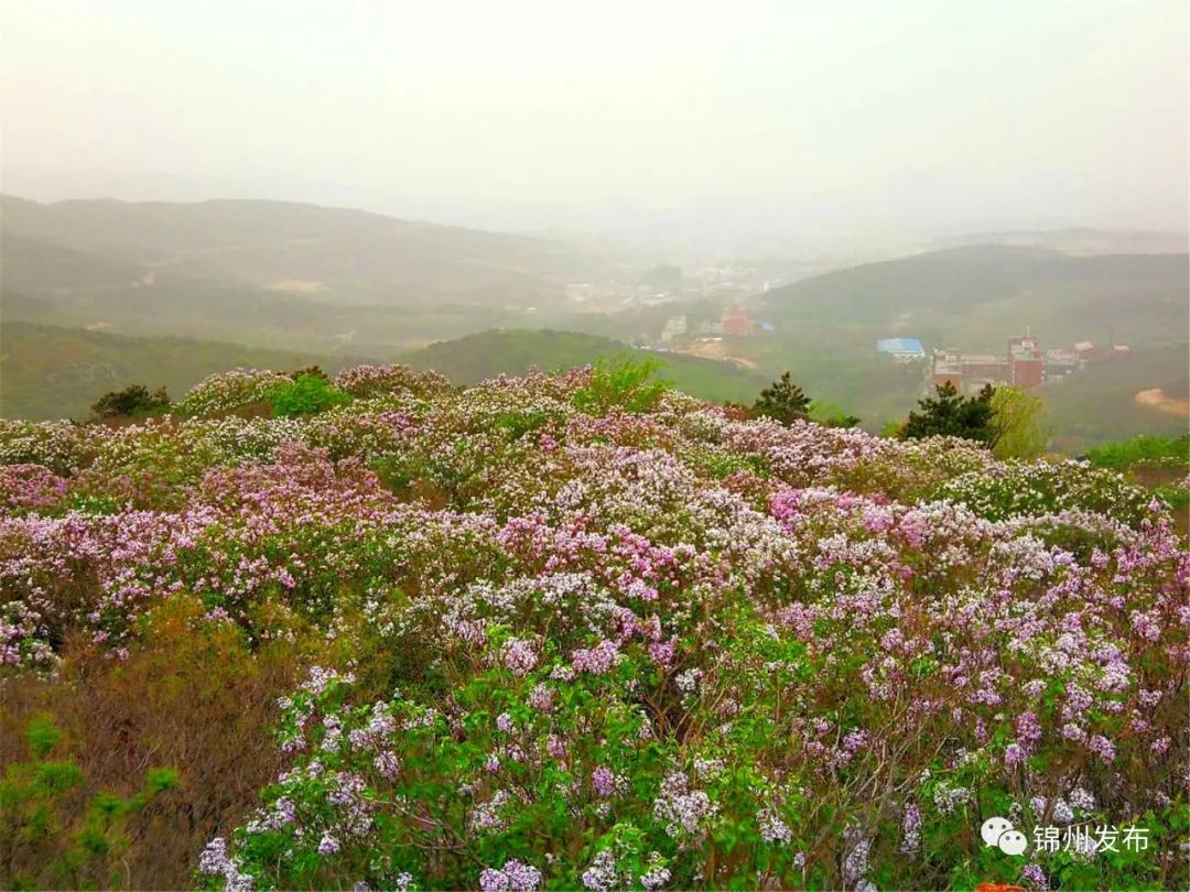 美翻了錦州紫荊山丁香花開滿山世博園鮮花如海約起吧