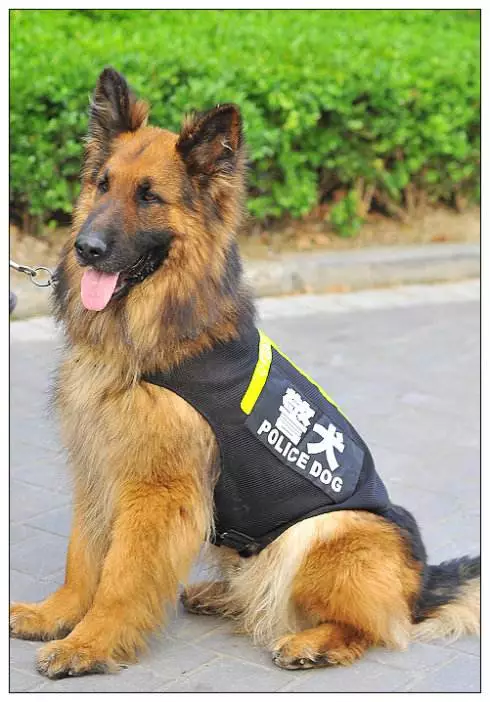 体型小警犬的犬种图片