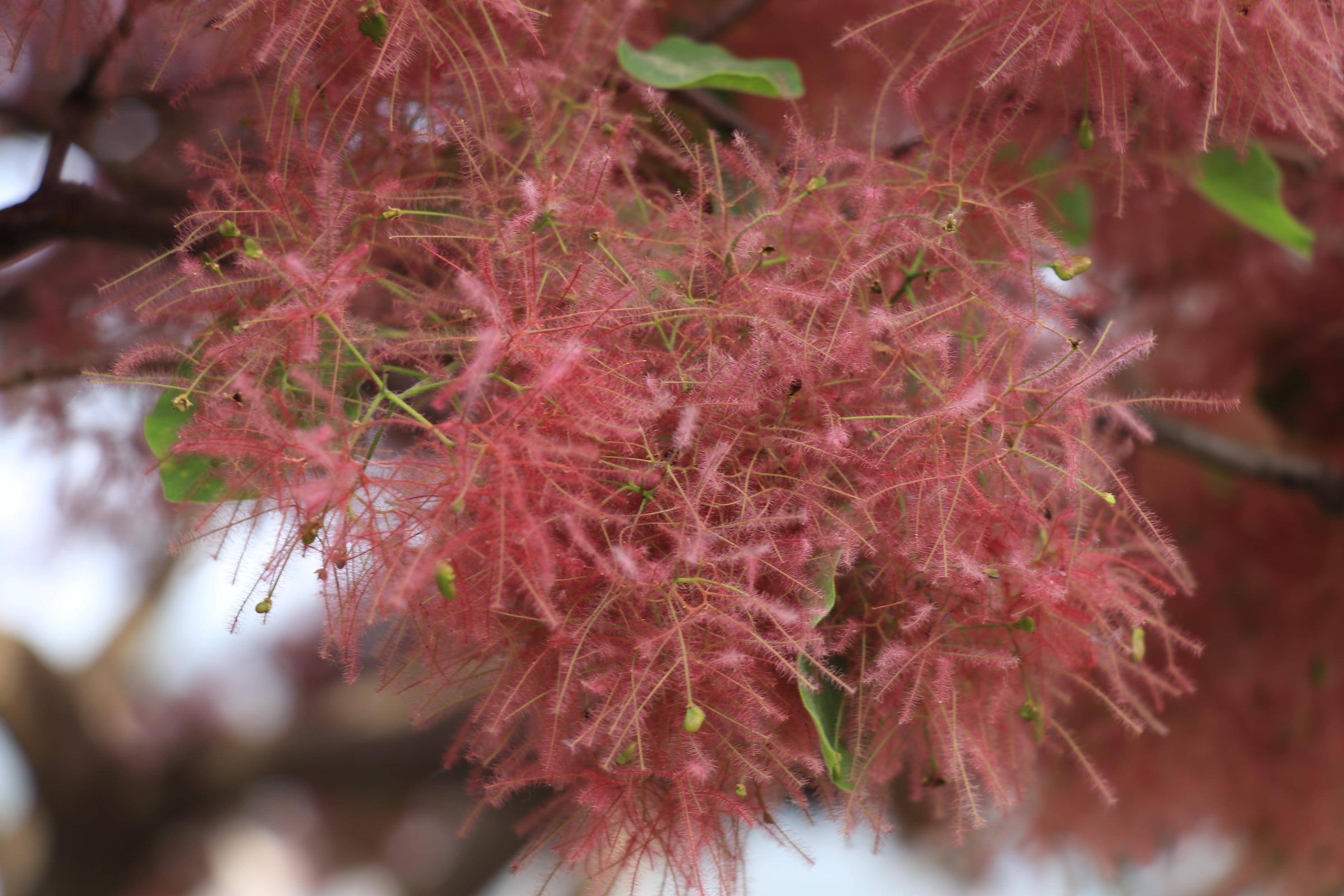 北京郊区私藏万亩花海,20万株黄栌花争奇斗艳,却少有人知!