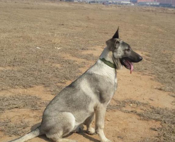 狼青犬价格狼青犬介绍