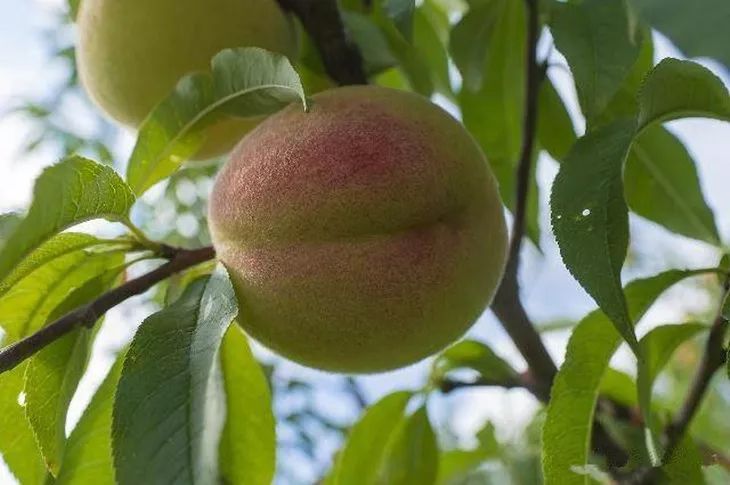 夏季桃树的夏季修剪的方法有哪些？