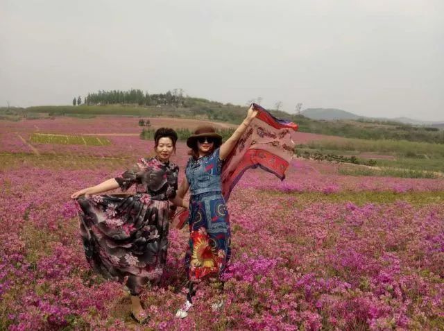 女神來了聽說橋頭杜鵑花海被一大群女神佔領了還不趕快看看