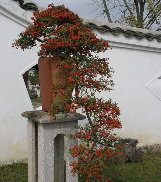 火棘盆景怎麼養紅色的果子真好看紅紅火火