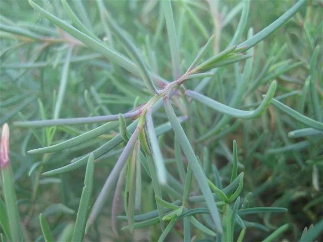 黄须菜与卤蓬的区别图片