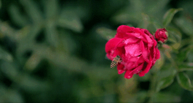 玫瑰花田动图图片