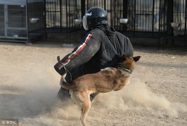 马犬好 还是德国牧羊犬好 马犬德牧优缺点分析