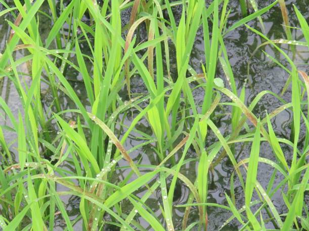 水稻缺磷图片