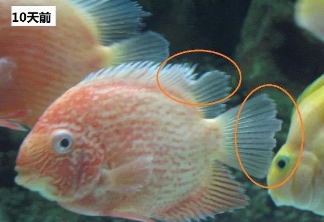 鱼身气泡病特征图片图片