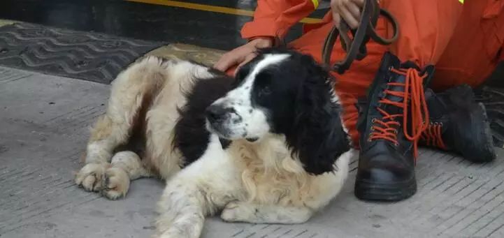 十年前参与汶川地震救援的搜救犬们你们还好吗