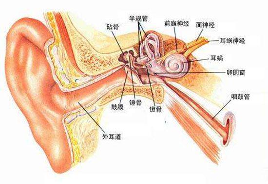 听神经位置图片图片