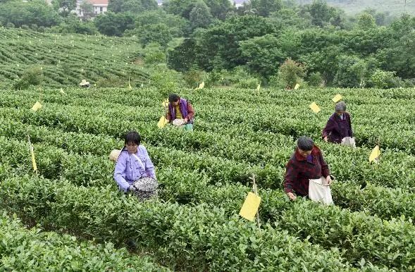 (如图:村民在沼山镇梁湖碧玉有机茶示范基地忙着采摘春茶)