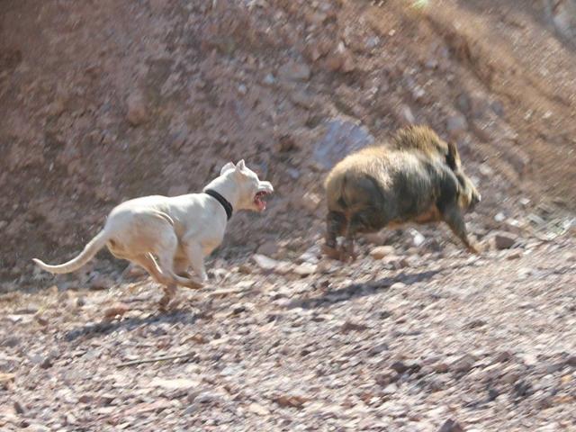 这种狗是天生的猎犬