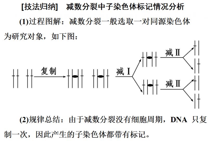 技巧丨图解法突破dna复制与细胞分裂中染色体复制问题