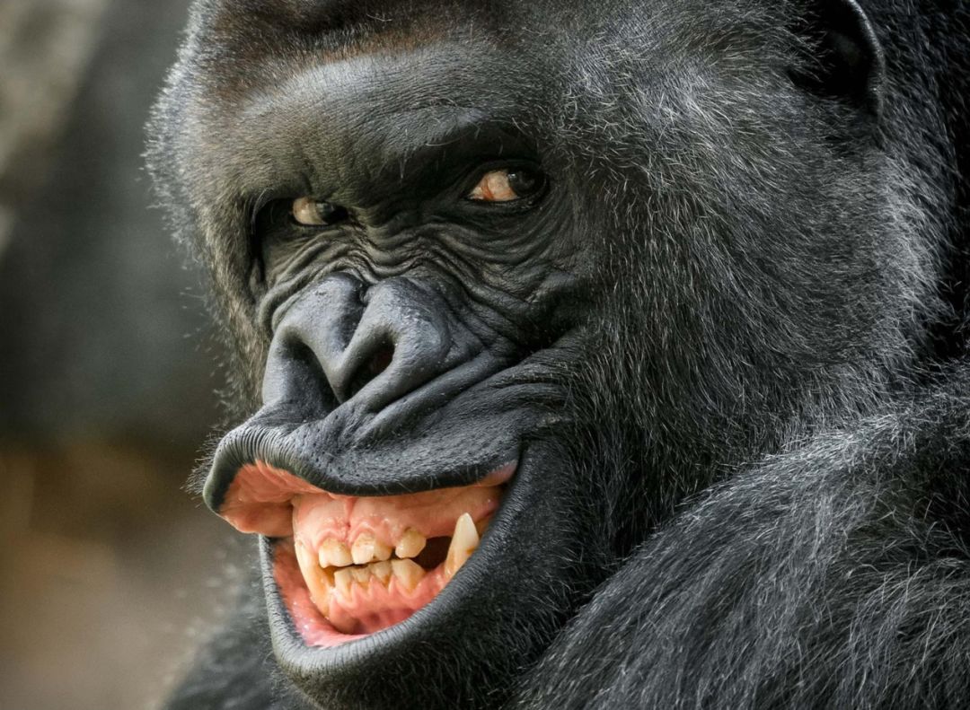 金刚猩猩表情包图片