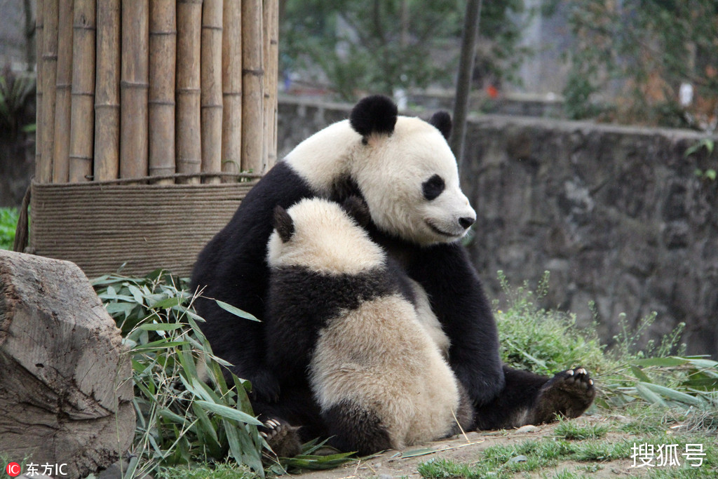 大熊猫妈妈怀抱撒娇熊宝宝母爱满满