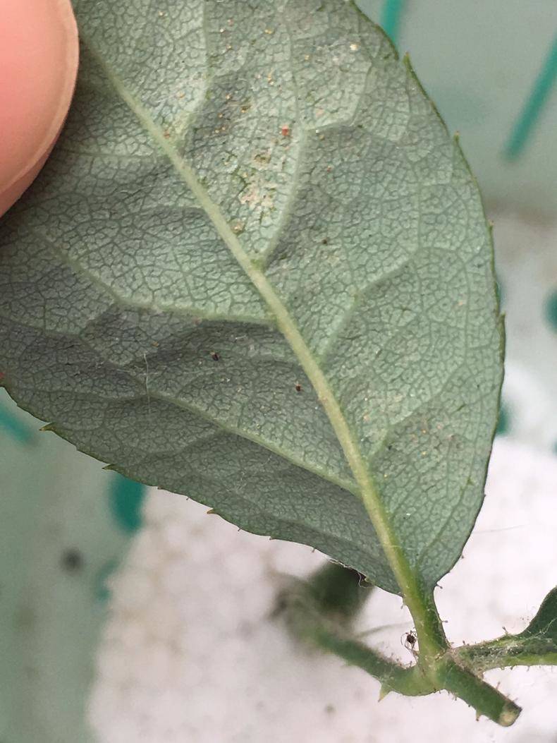 红蜘蛛植物发病图片图片