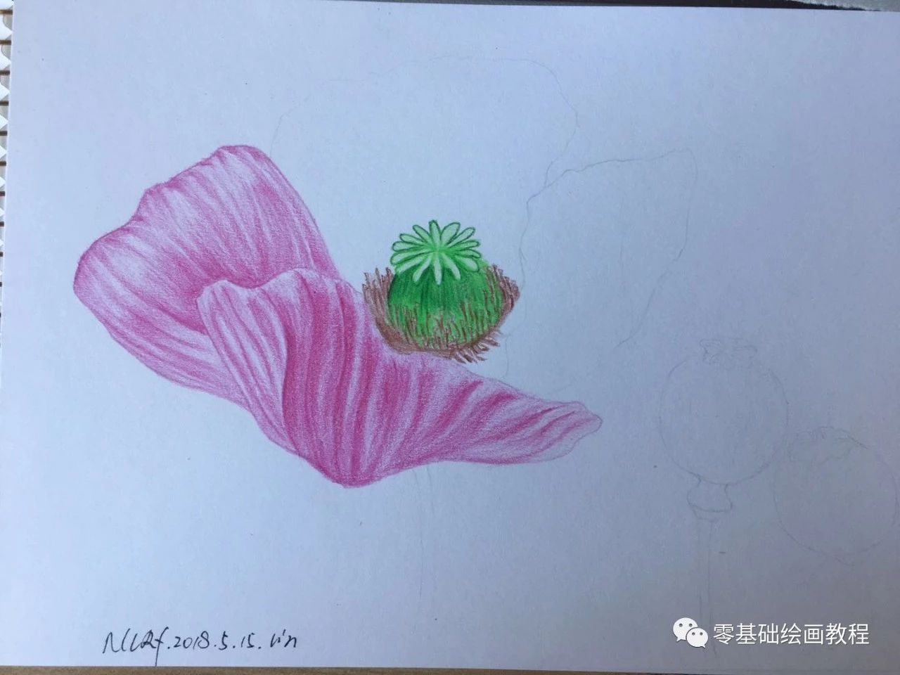 罂粟画彩铅图片