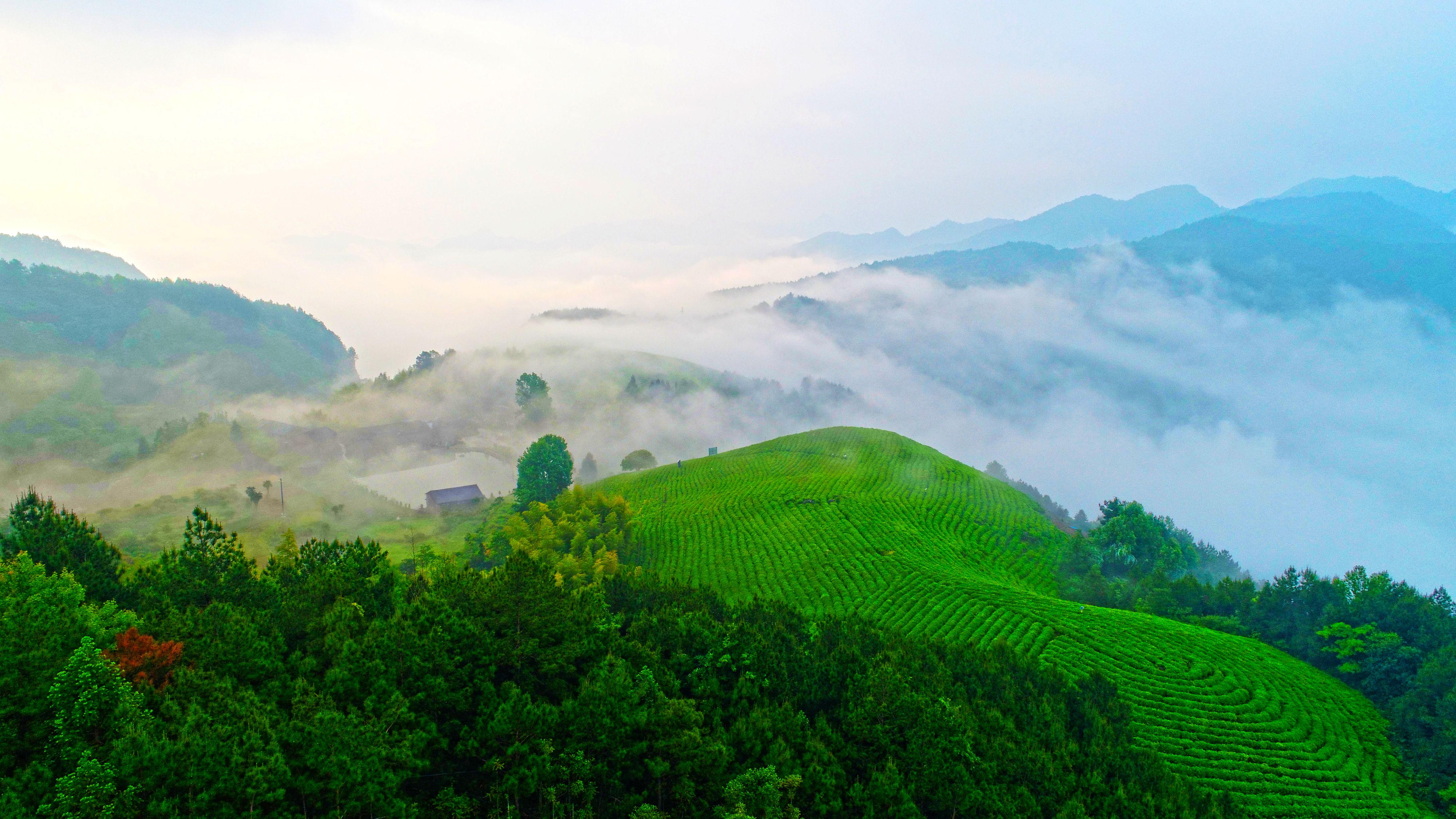 浙江仙居:生态茶园美如画 青山焕然变金山