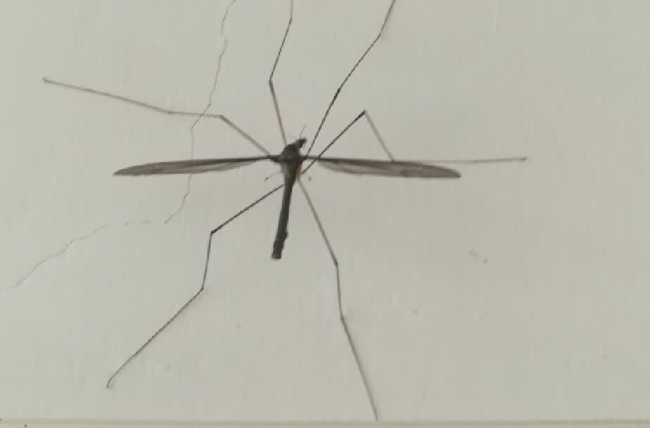 沼大蚊图片图片