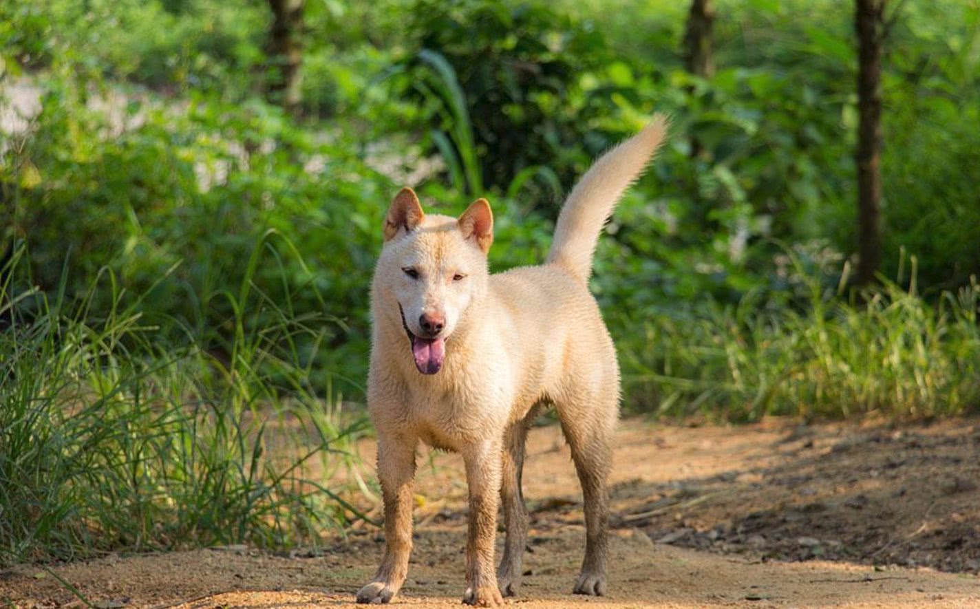 为什么说中华田园犬都是土狗?它们的这两大本领远胜品种狗