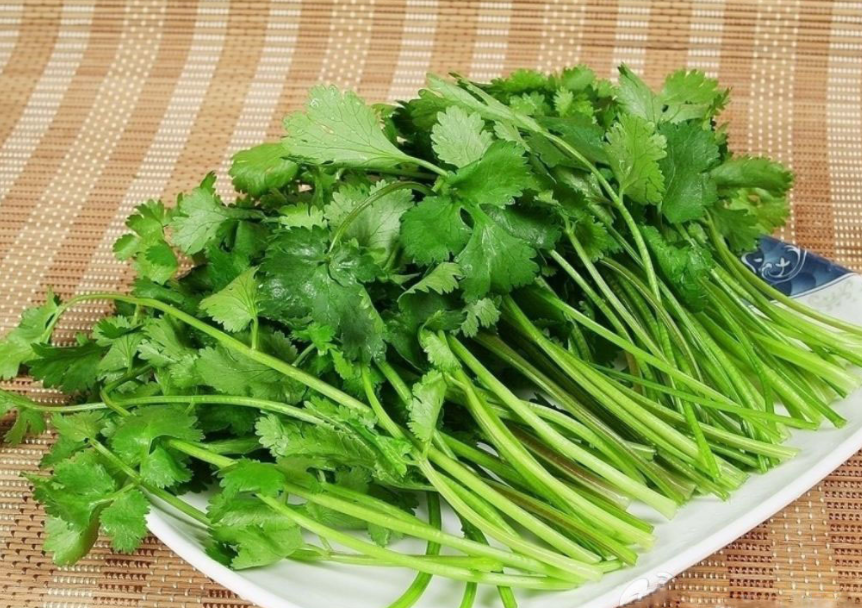 香菜又名芫荽,胡荽,是香气最浓郁的绿叶蔬菜.