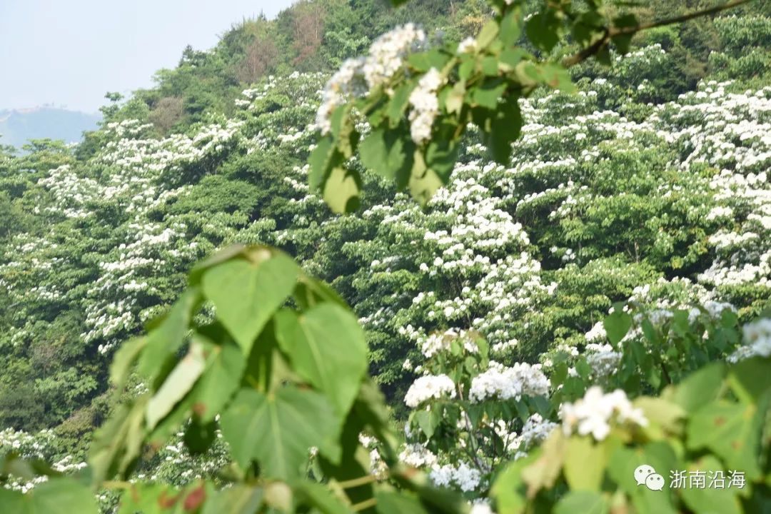苍南这里的油桐树开花啦山上整片整片的白色