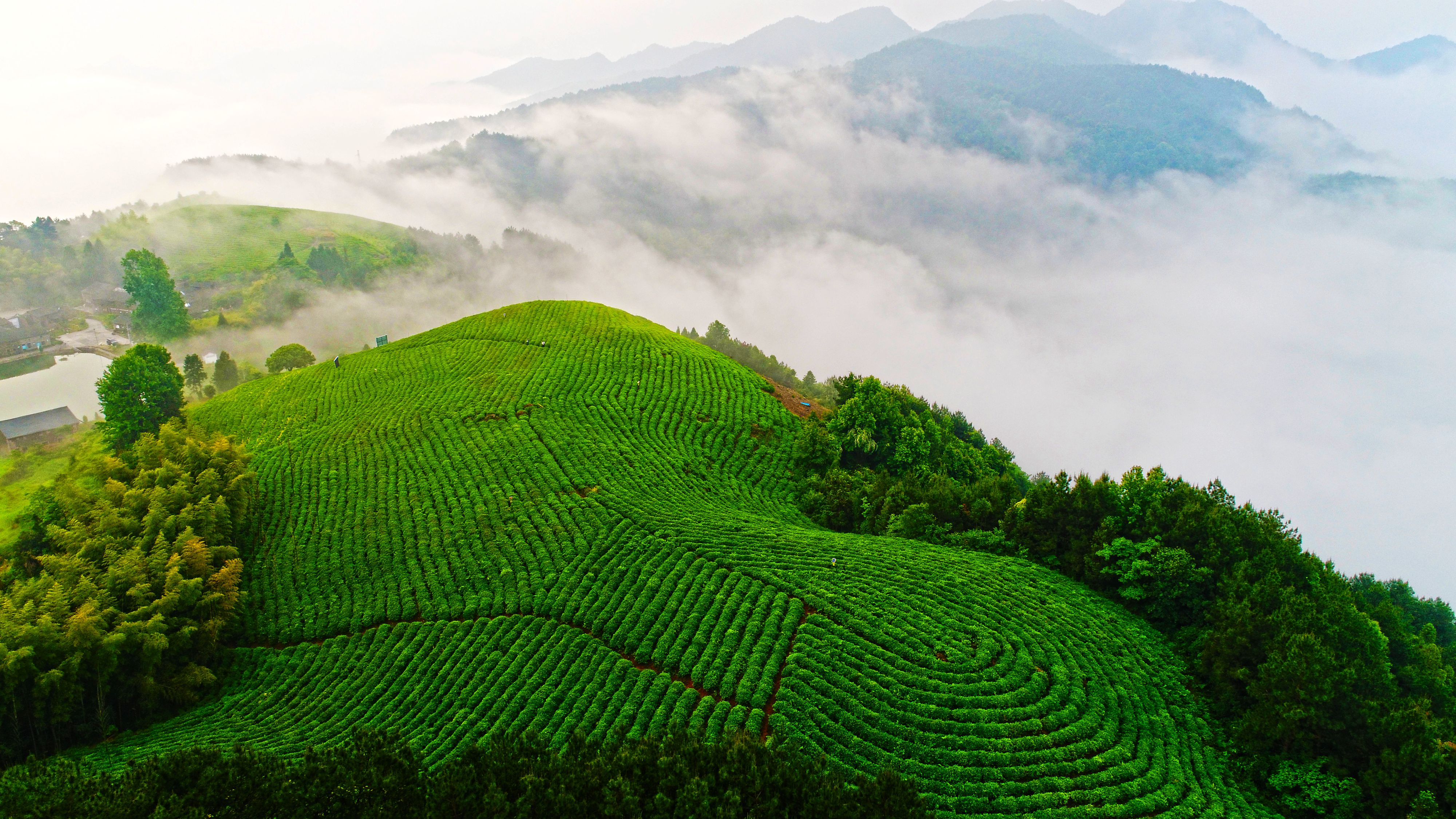 浙江仙居:生态茶园美如画 青山焕然变金山