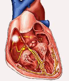 心脏血液流动动图图片