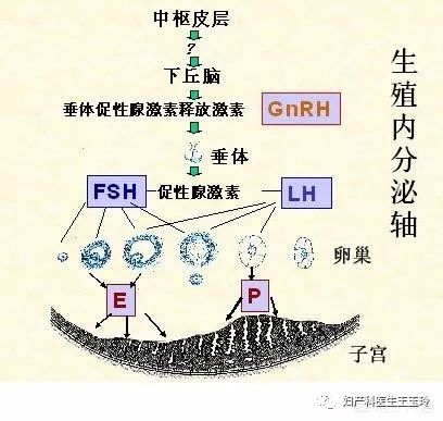 内分泌系统组成示意图图片