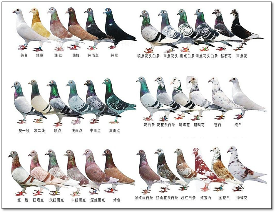 早在2013年关于鸽子基因组的研究上,在著名学术类杂志《科学》