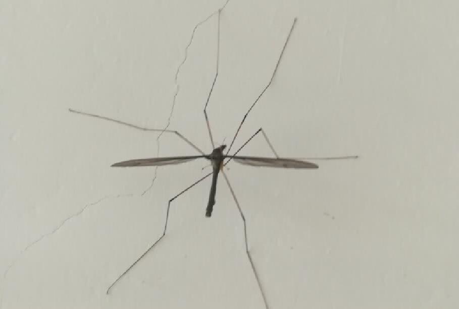 昆明5月15日讯(简南俊)近日,云南省昭通市男子家中飞进一只巨型蚊子