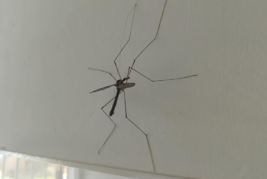 男子在家中屋顶发现巨型蚊子,拍摄记录下巨蚊的外形特征,巨蚊翅膀很长